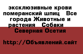 эксклюзивные крови-померанский шпиц - Все города Животные и растения » Собаки   . Северная Осетия